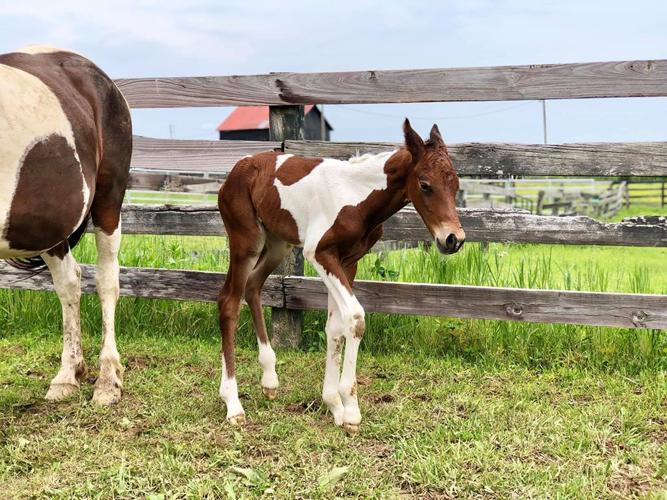 As-yet unnamed colt birthed by Hope, horse rescued from eastern Kentucky