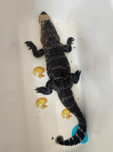 JEFFERSONVILLE ALLIGATOR