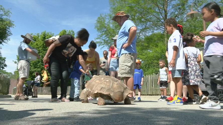 Zoo turtle migration (6).jpeg