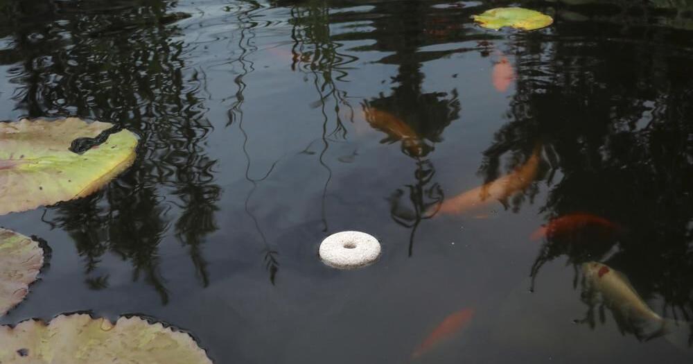 Southern Indiana health department offering free mosquito dunks after finding West Nile virus