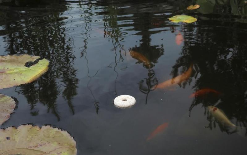 Mosquito Dunk floating in a residential fish pond.jpeg