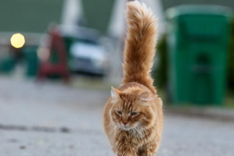 DERBY - BARNS - CAT - 5-2-2021 1.jfif