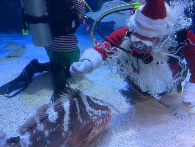 SCUBA SANTA - NEWPORT AQUARIUM - KK - 12-17-2020  (2).JPG