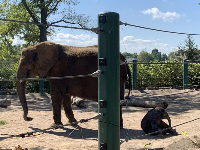 LOUISVILLE ZOO - BABY ELEPHANT DEBUT - MIKKI - 9-5-19  (11).jpg