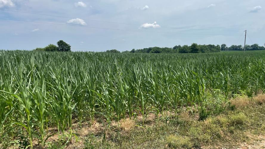 Spencer County crops.jpg