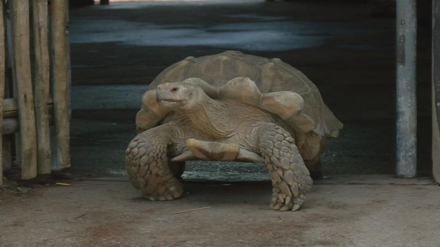 Zoo turtle migration (5).jpeg