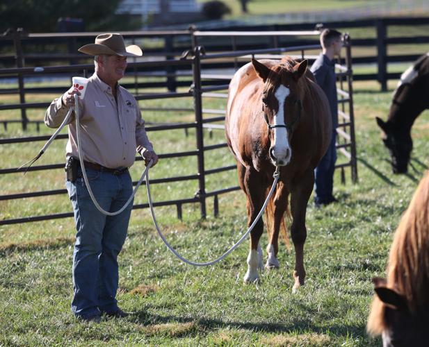 Meet the Horses