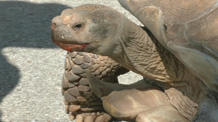 Zoo turtle migration (4).jpeg