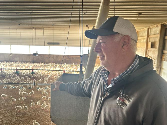 Louisville Slugger turkeys