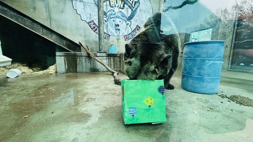 Beary Happy Holiday at the zoo - 12.6.25