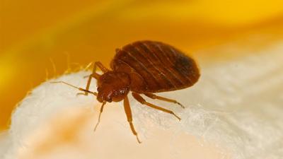 Police Investigate After Bed Bugs Released In Pennsylvania Walmart Crime Reports Wdrb Com