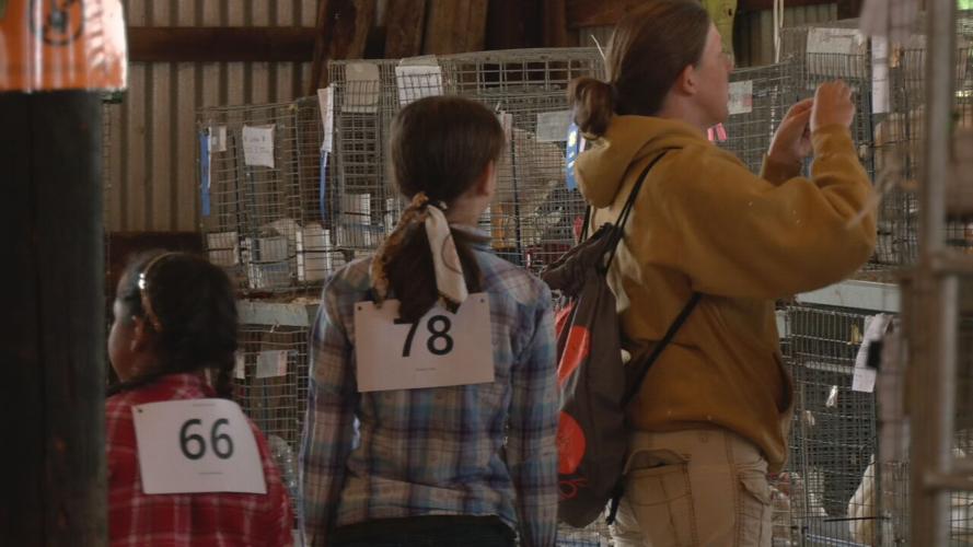 The 2023 Floyd County 4-H Fair at the Floyd County Fairgrounds in New Albany, Indiana