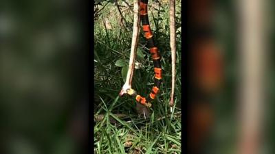 CORAL SNAKE EATING DEAD SNAKE - IMAGE COURTESY.jpg