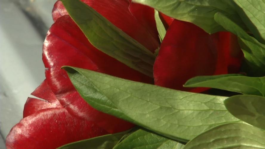 flower truck 11-24-19 (1).jpg