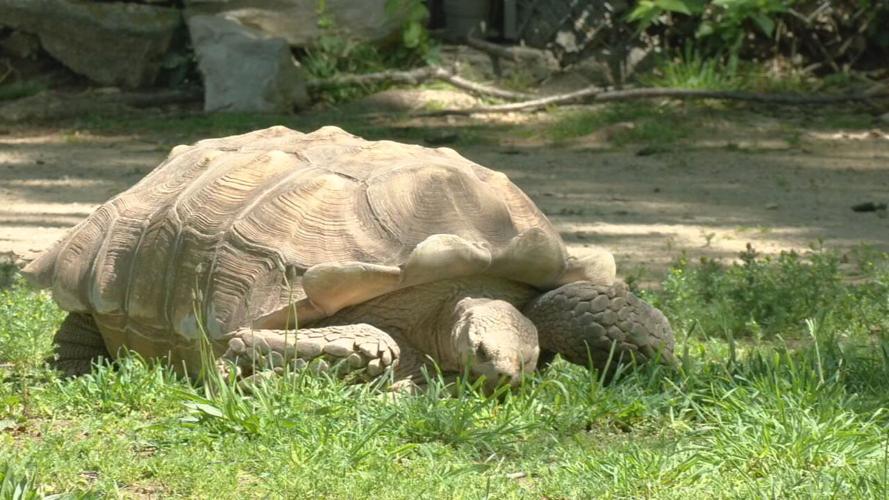 Zoo turtle migration (2).jpeg