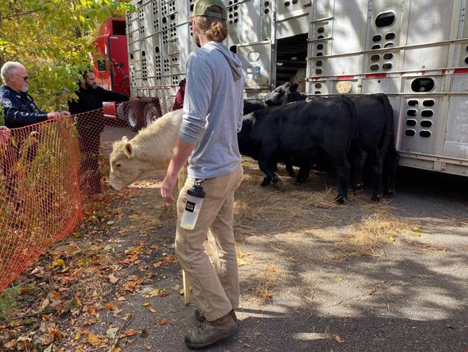 Cows in Cherokee Park