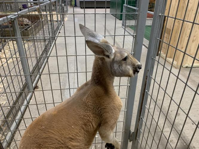 Wilstem Wildlife Park (67).JPG