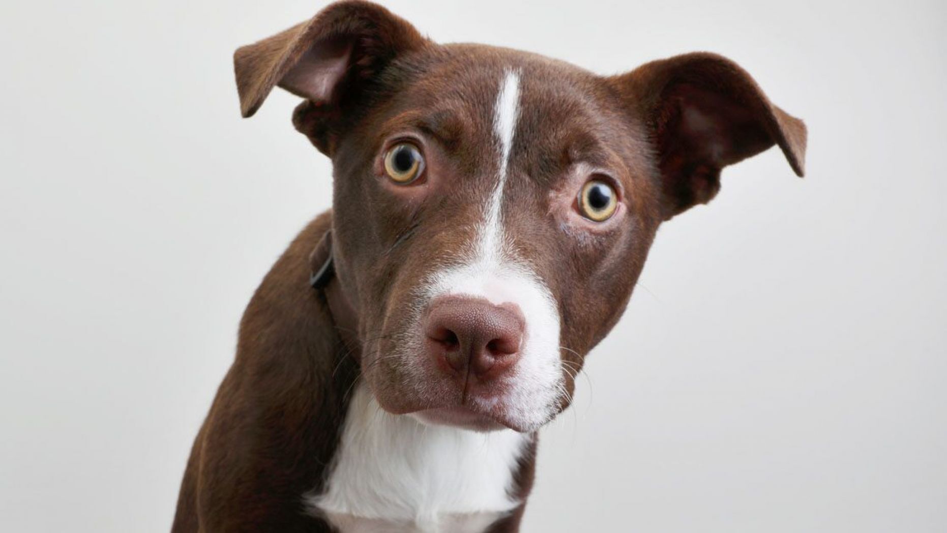 how much is 7 human years in dog years