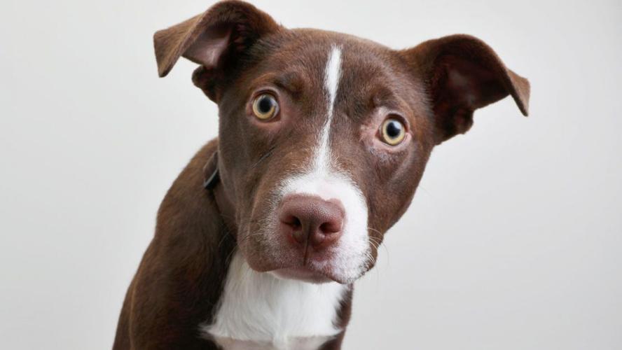 Dog with quizzical look