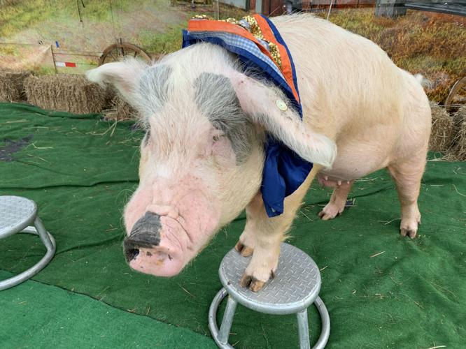 Wilstem Wildlife Park