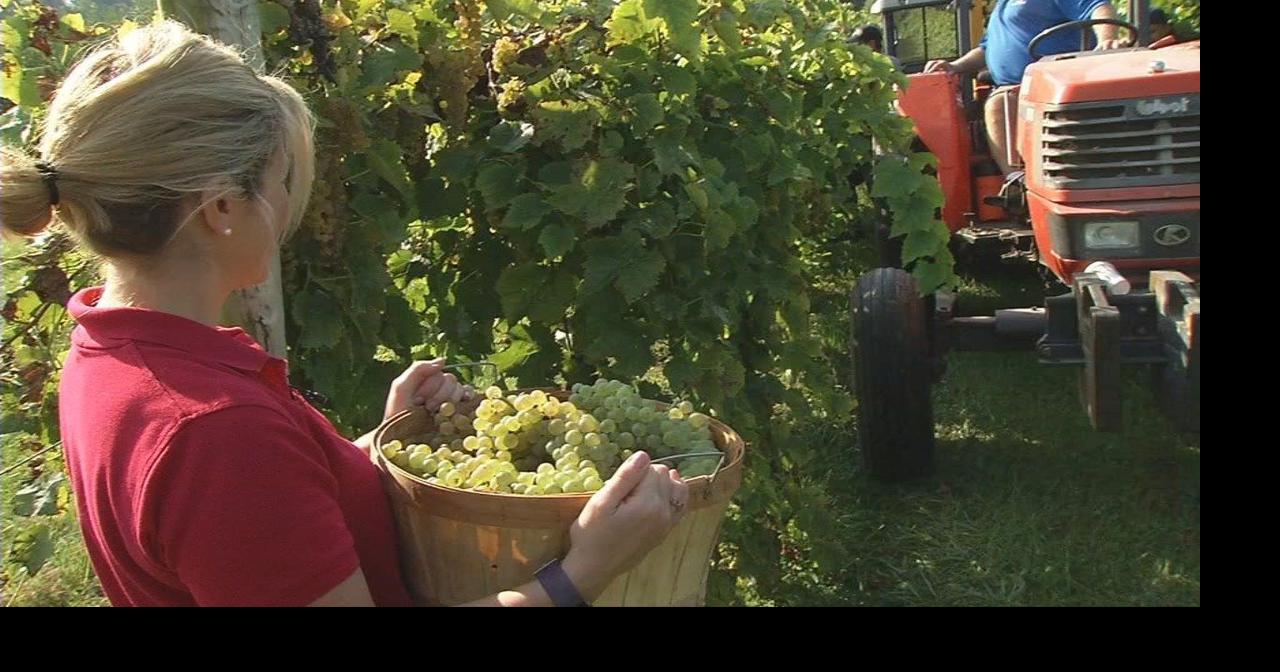 GINA ON THE JOB Winemaker at Huber's Orchard and Winery Morning
