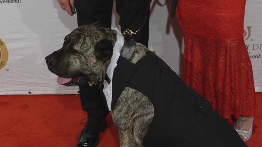 Ethan the Dog at Unbridled Eve Derby Gala