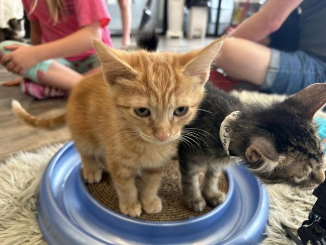 PURRFECT CAT CAFE - 8-2-2024 6.jpg