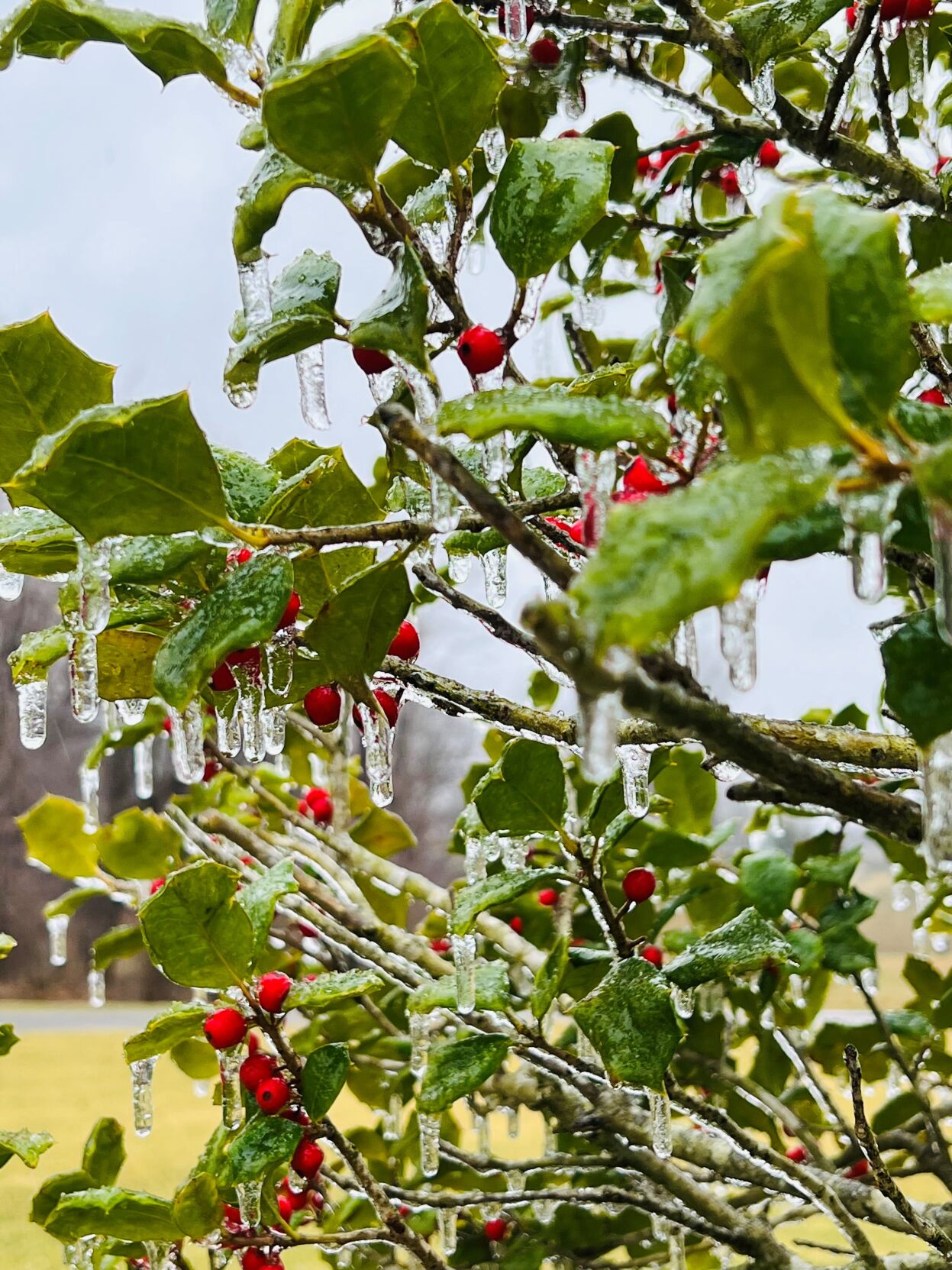 Ice on berries in Goshen