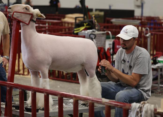 Goat trimmed at Kentucky State Fair
