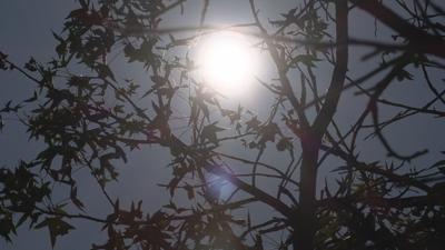 moon trees 1