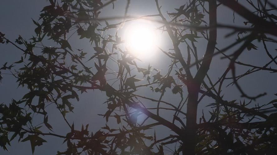 moon trees 1