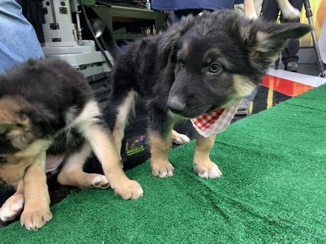 WDRB BARK BOWL 2023   (25).jpg