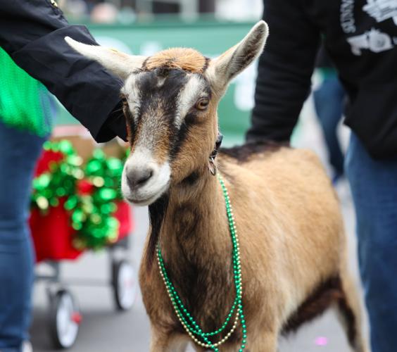 Goat at St. Patrick's Day Parade.JPG
