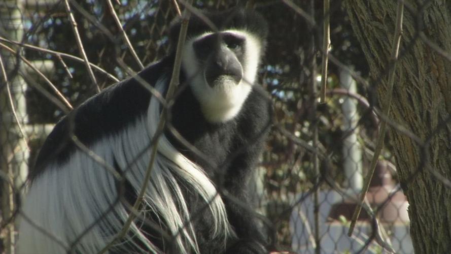 Colobus monkeys