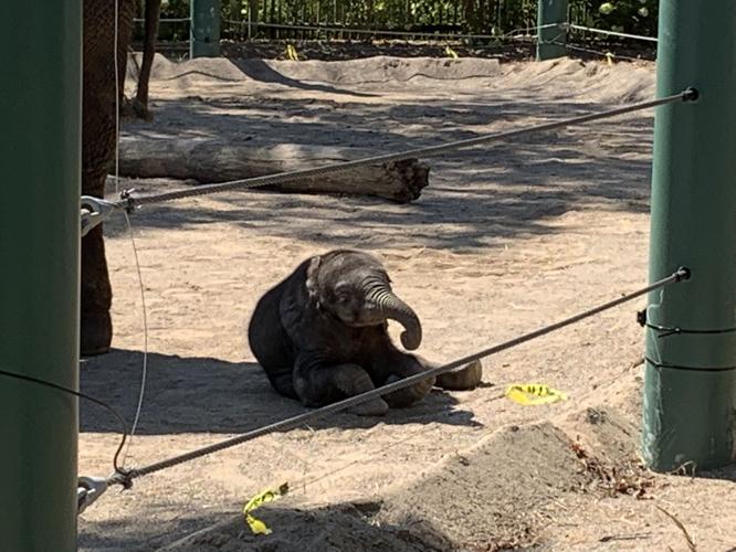 LOUISVILLE ZOO - BABY ELEPHANT DEBUT - MIKKI - 9-5-19  (12).jpg