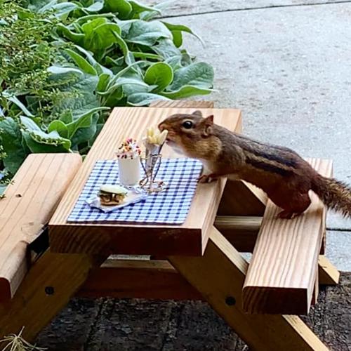 chipmunk meals 10-26-20.jpg