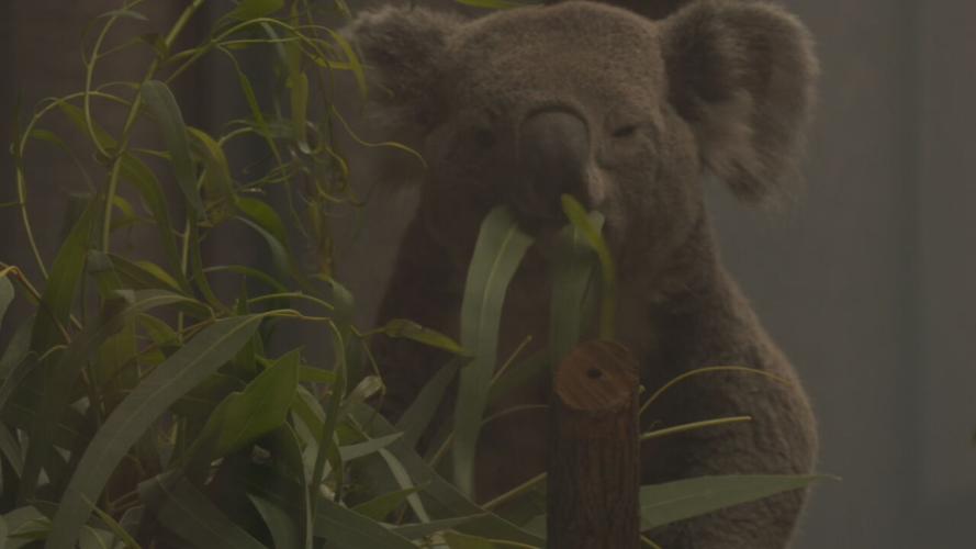 The Louisville Zoo welcomed two new koalas. They are now on exhibit at the foot of Glacier Run.