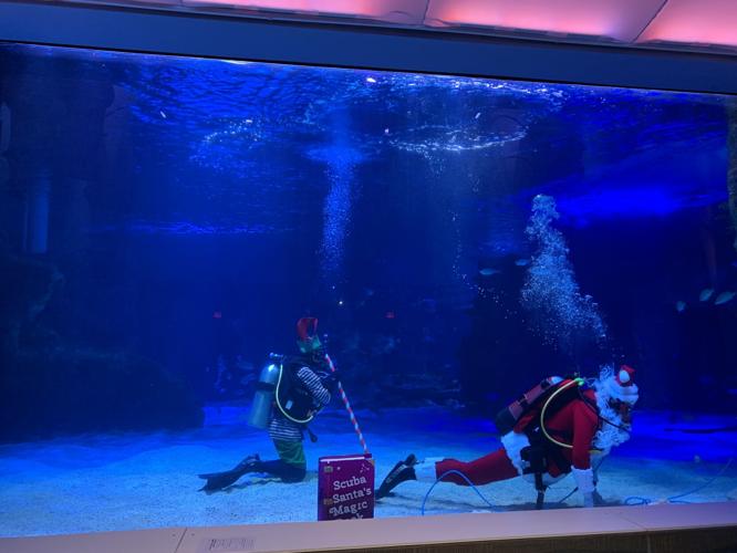 SCUBA SANTA - NEWPORT AQUARIUM - KK - 12-17-2020  (4).JPG