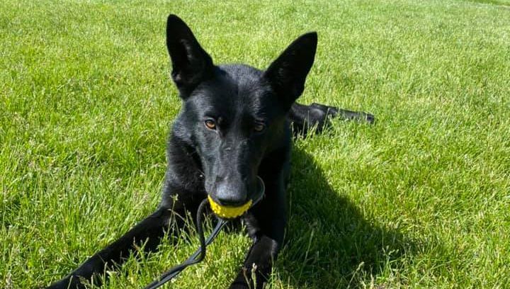 Nyx the K-9 officer for Jackson County Sheriff's Department