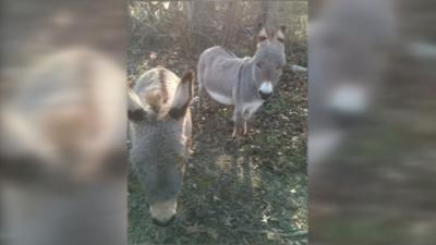 DONKEY ATTACK UPDATE 2-26-19.jpg