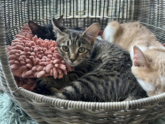 PURRFECT CAT CAFE - 8-2-2024 5.jpg