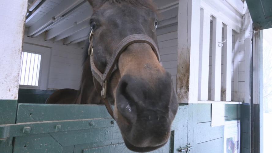 Game Changers learn about horses (5).jpeg