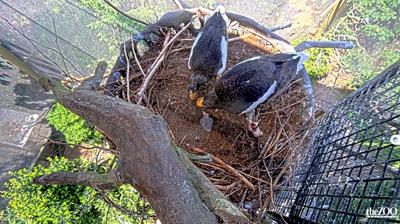 STELLER'S SEA EAGLE HATCHLING.jpg