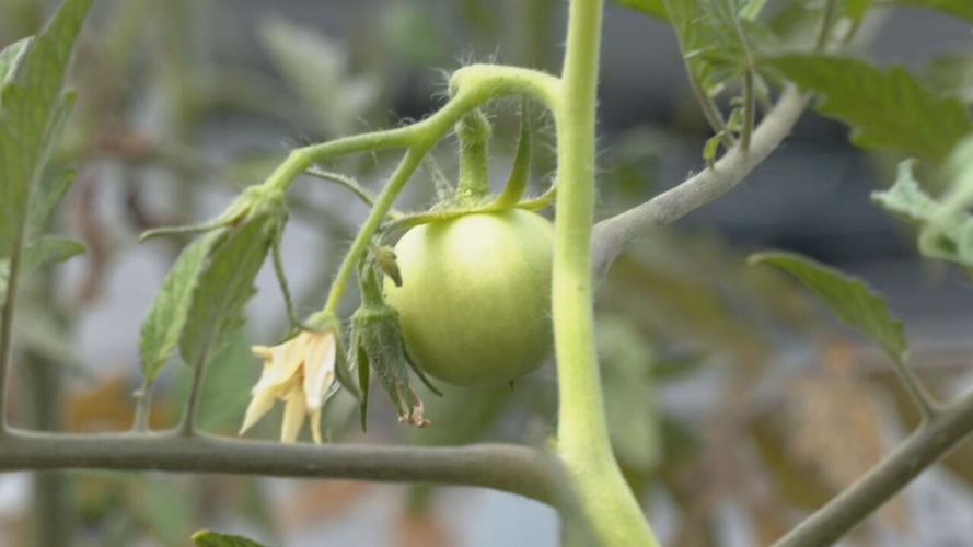 Green tomato on vine