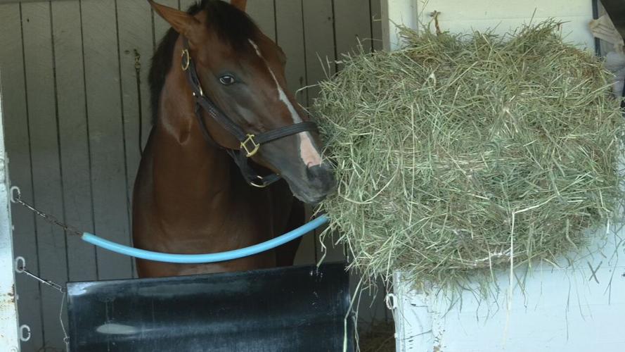 through the eyes of a horse 4