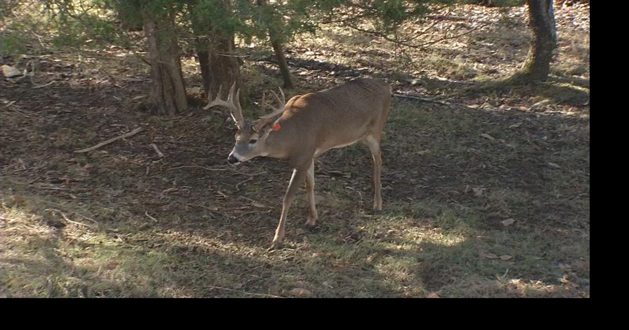 Kentucky reports third case of chronic wasting disease in wild deer