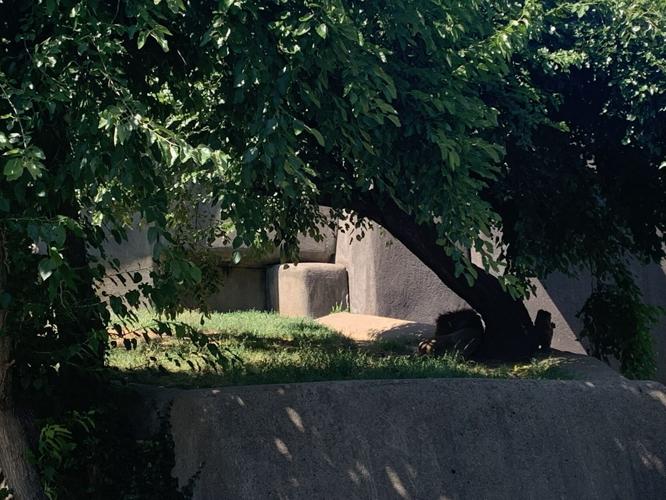Lion at Louisville Zoo