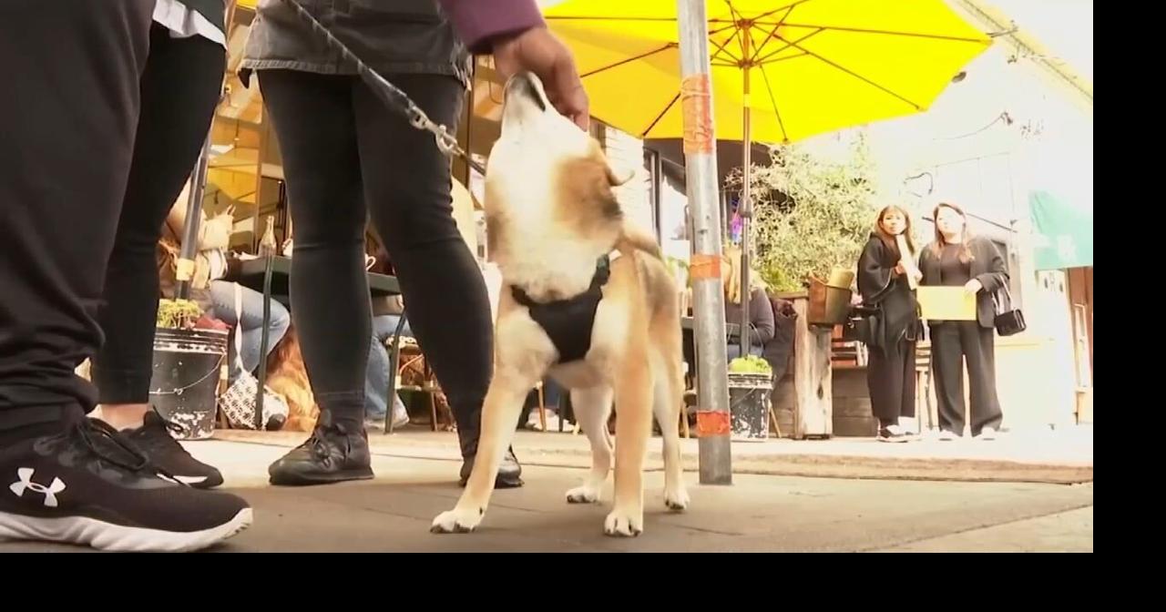 FDA updated food code allows patrons to bring dogs to outdoor dining