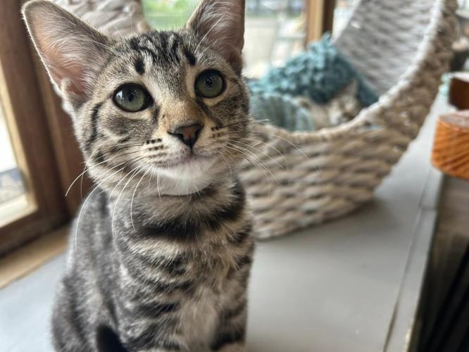 PURRFECT CAT CAFE - 8-2-2024 4.jpg