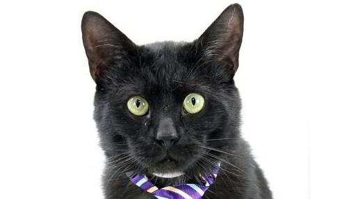 Midnight the cat available for adoption at KHS